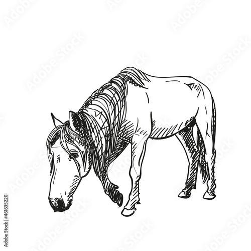 Sketch horse walking slowly with head down, full length portrait isolated black and white vector Hand drawn animal illustration