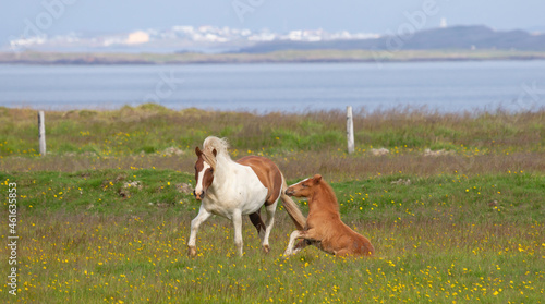 Icelandic horses playing in a green field