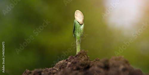 A young pumpkin sprout grows out of the soil on a sunny day  on a blurred natural background.