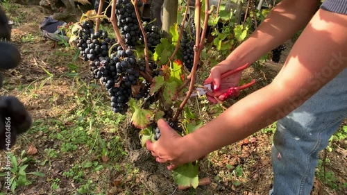 A Woman Is Harvesting Bunches of Red Grapes at a Vineyard in France and Remove the bad one photo