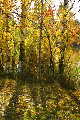 Yellow autumn birches on the lake shore