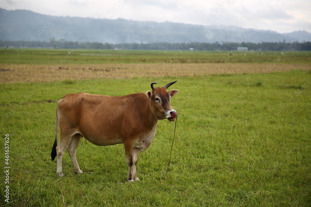 a brown cattle isolated in the green field in countryside of lanao del sur, mindanao island