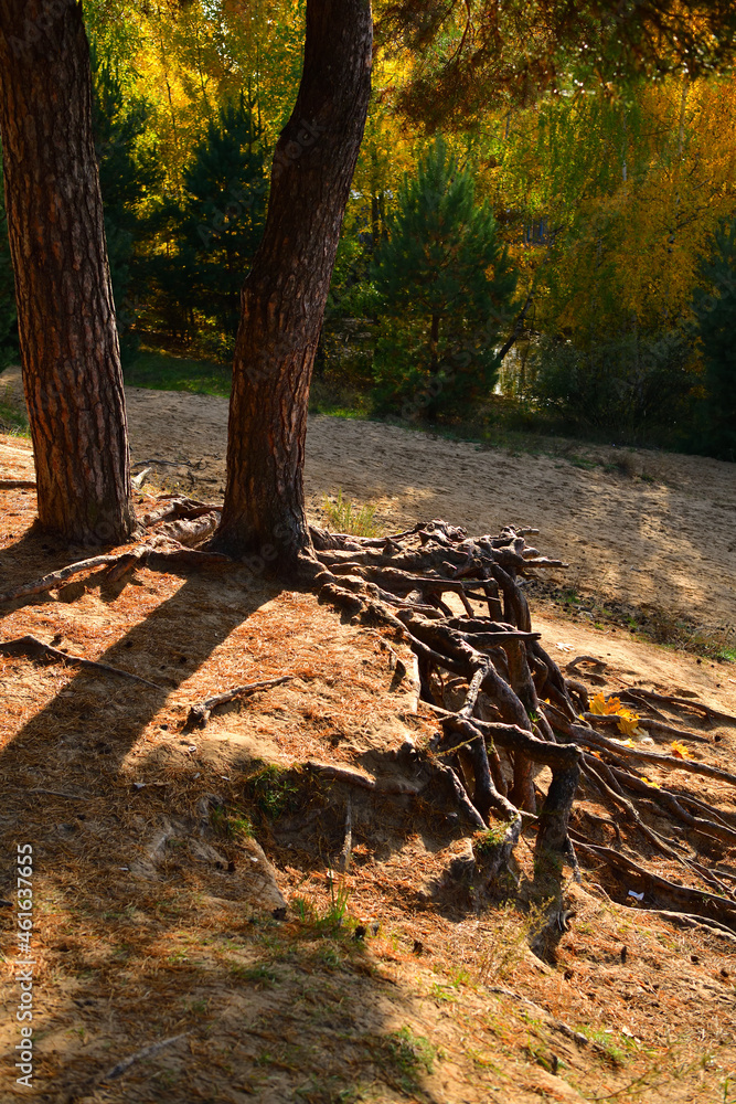 Pine trees stand with powerful roots on a cliff in a sunny autumn forest in October Pine trees stand with powerful roots on a cliff in a sunny autumn forest in October