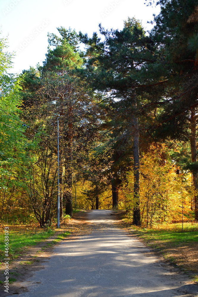 Pines on the road in the autumn park