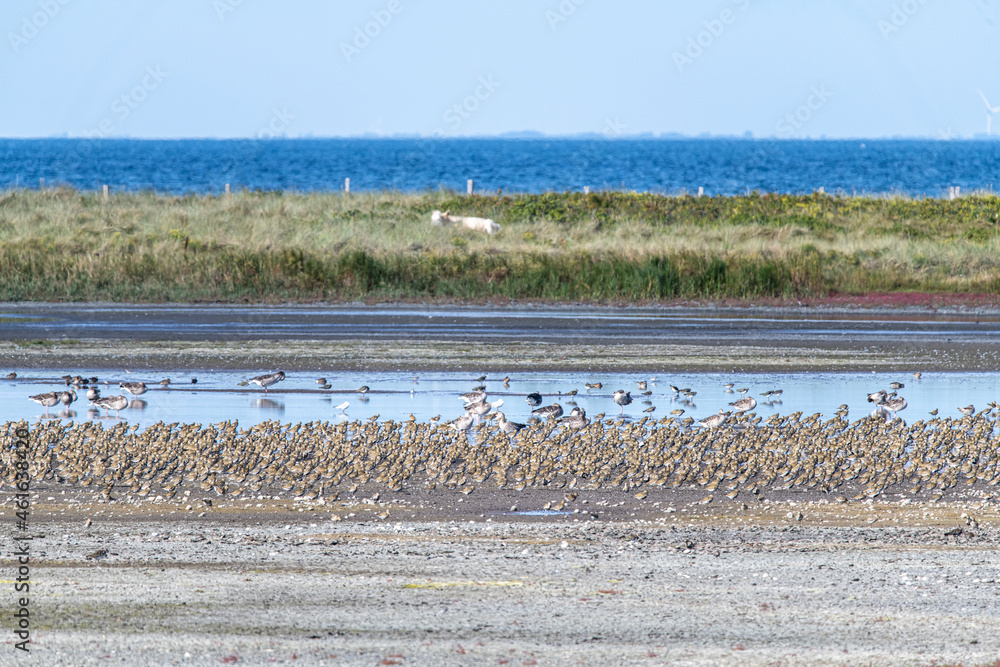 viele Vögel sitzend am Wasser