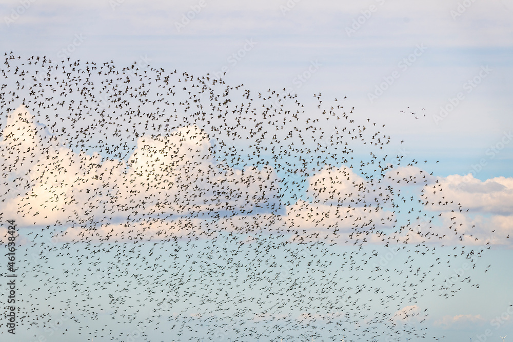 tausende Vögel bilden einen Vogelschwarm im blauen Himmel am Meer