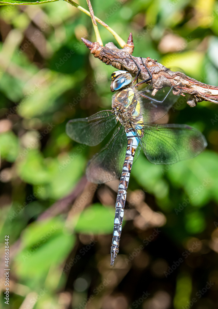 Libelle - Herbstmosaikjungfer - sitzend an einem Ast Libelle - Herbstmosaikjungfer - sitzend an einem Ast