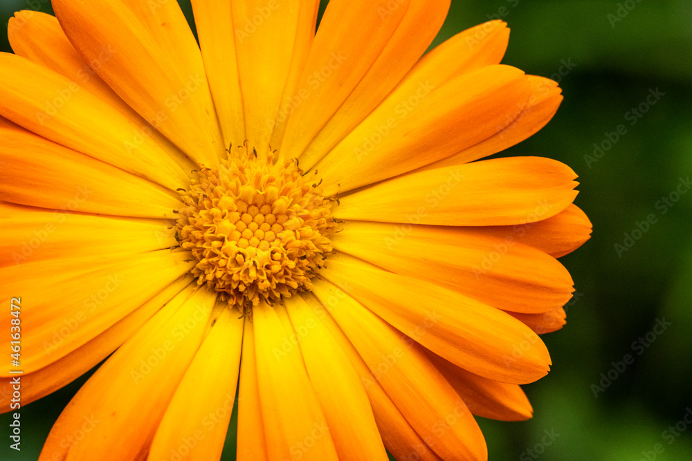 Ausschnitt einer Blüte einer Ringelblume Ausschnitt einer Blüte einer Ringelblume