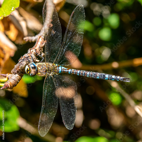 Libelle - Herbstmosaikjungfer - sitzend an einem Ast photo