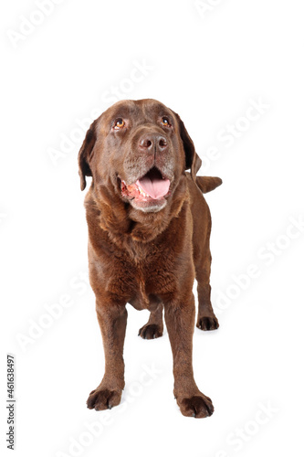 chocolate labrador retriever