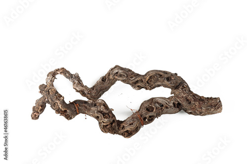 tree branch on white background 