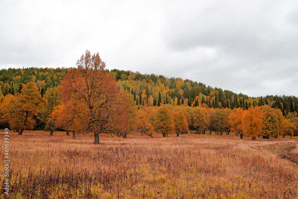 Autumn forest. The tree is in the center. Autumn landscape