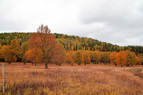 Autumn forest. The tree is in the center. Autumn landscape