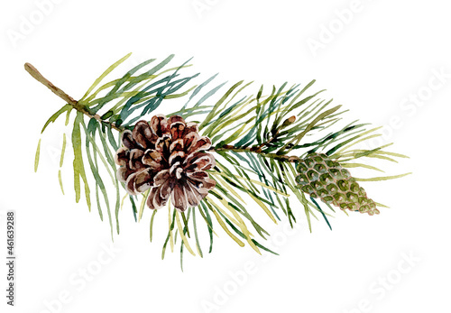 A pine branch with cones. Botanical watercolor winter illustration.