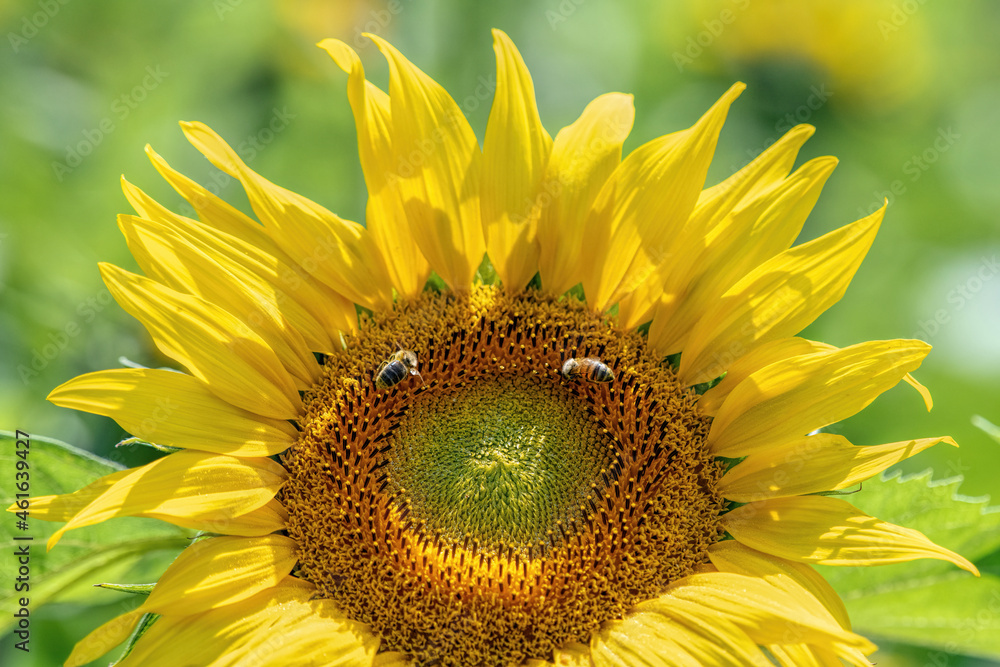 Naklejka premium sunflower flower and 2 bees