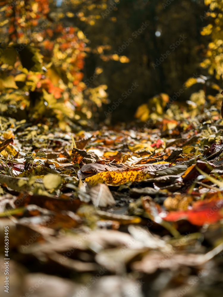 Selective focus of an autumn leaf on the road. Shooting from below of autumn colorful leaves on the ground. Side view. Background - forest
