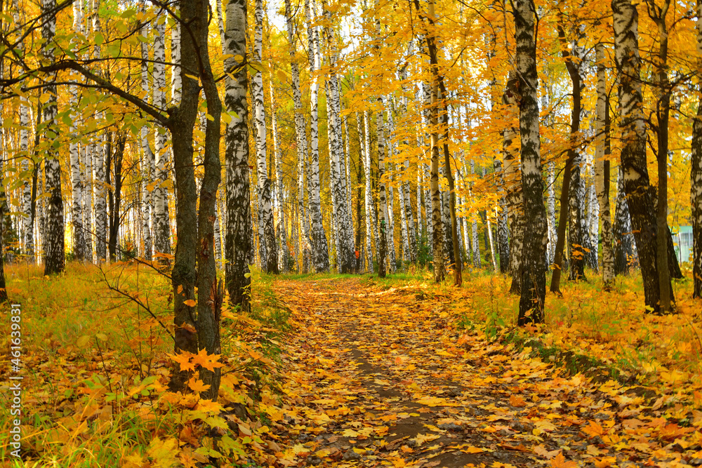 Obraz premium Autumn forest road leaves fall in ground landscape on autumnal background in October