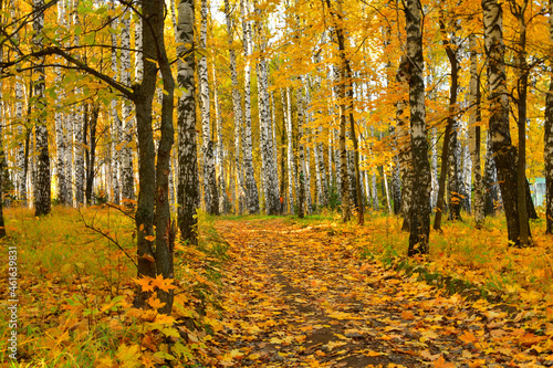 Autumn forest road leaves fall in ground landscape on autumnal background in October