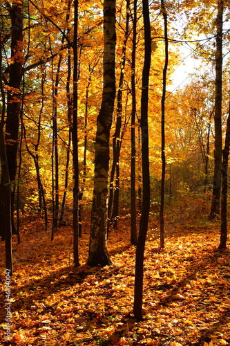 Autumn forest road leaves fall in ground landscape on autumnal background in October