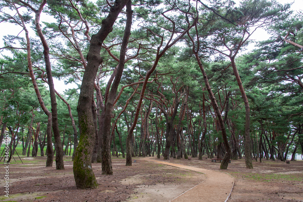 소나무숲, 하동송림의 소나무