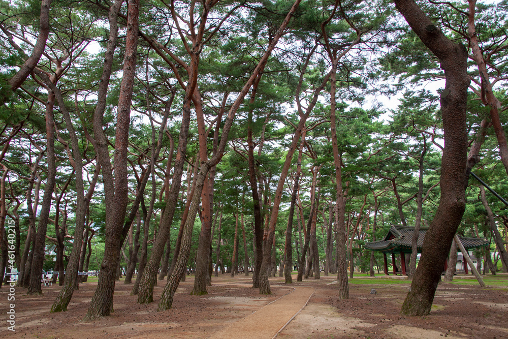 소나무숲, 하동송림의 소나무