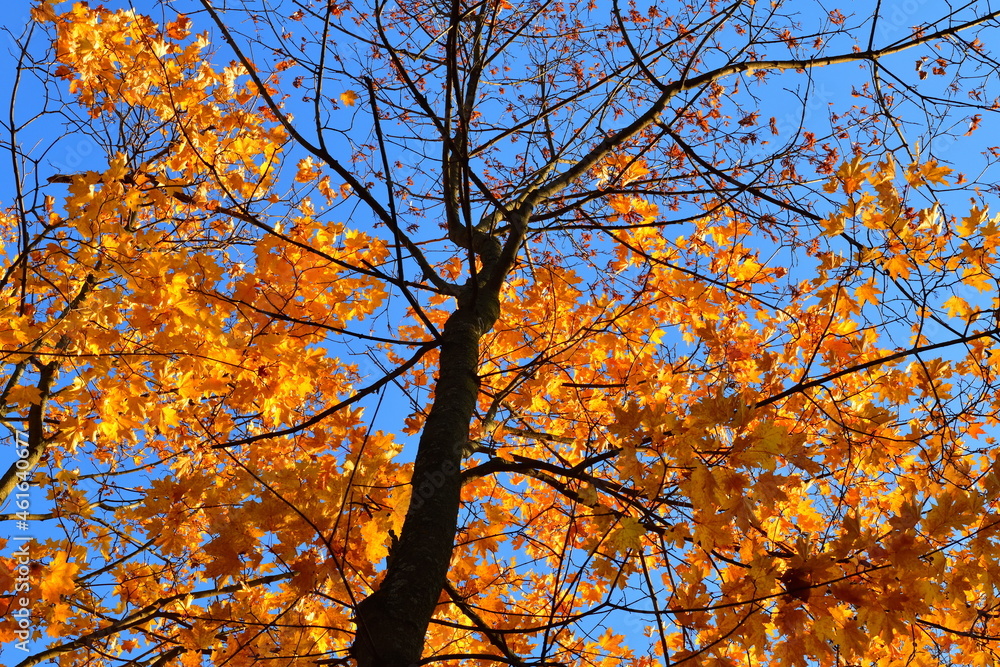 Sunlight shines brightly through the leaves on a maple branch in October Sunlight shines brightly through the leaves on a maple branch in October