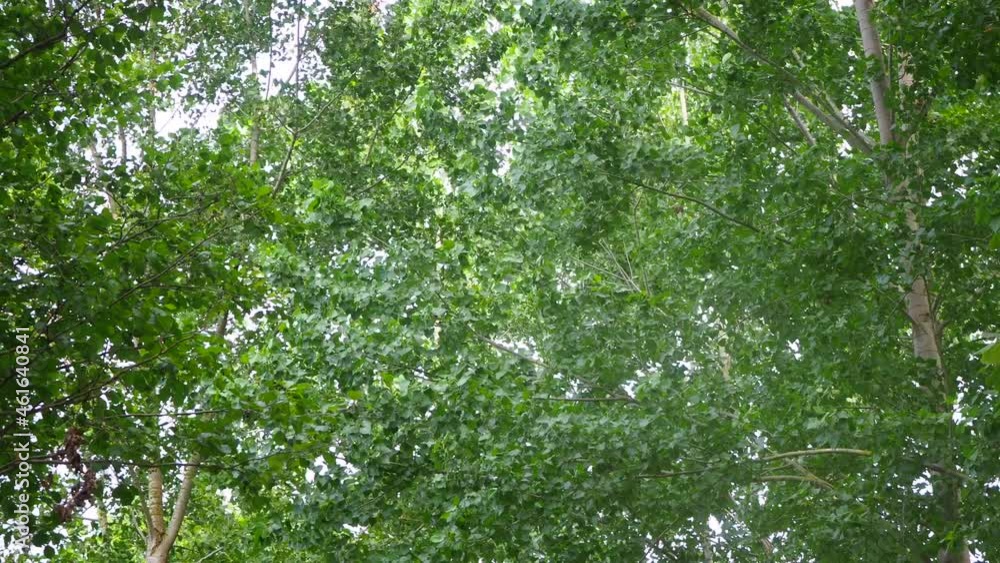 Green leaves swaying in the wind Green leaves swaying in the wind