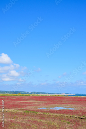 鮮やかな、北海道　能取湖のサンゴ草