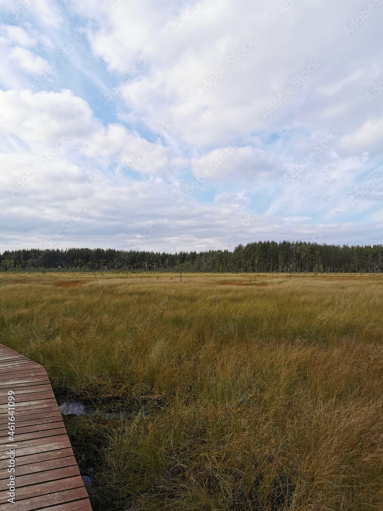 A section of brown plank flooring over a swamp with yellowed grass, against the background of a forest and a sky with clouds.