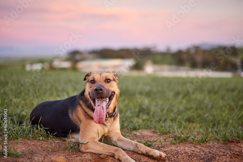 Fototapeta Naklejka Na Ścianę i Meble -  Dog in a field relaxing.