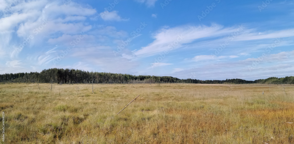 Panoramic view of the swamp, where tall grass and trees grow against the sky with beautiful clouds. Panoramic view of the swamp, where tall grass and trees grow against the sky with beautiful clouds.
