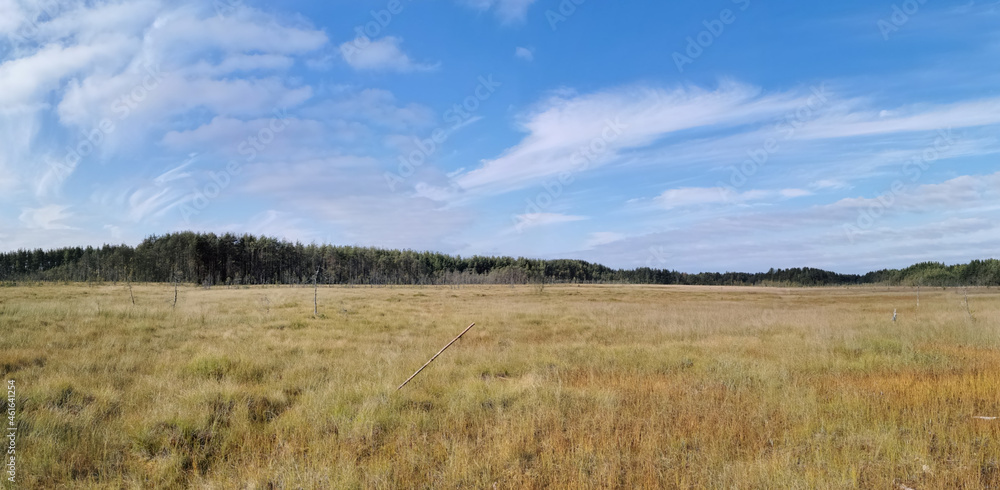 Panoramic view of the swamp, where tall grass and trees grow against the sky with beautiful clouds.