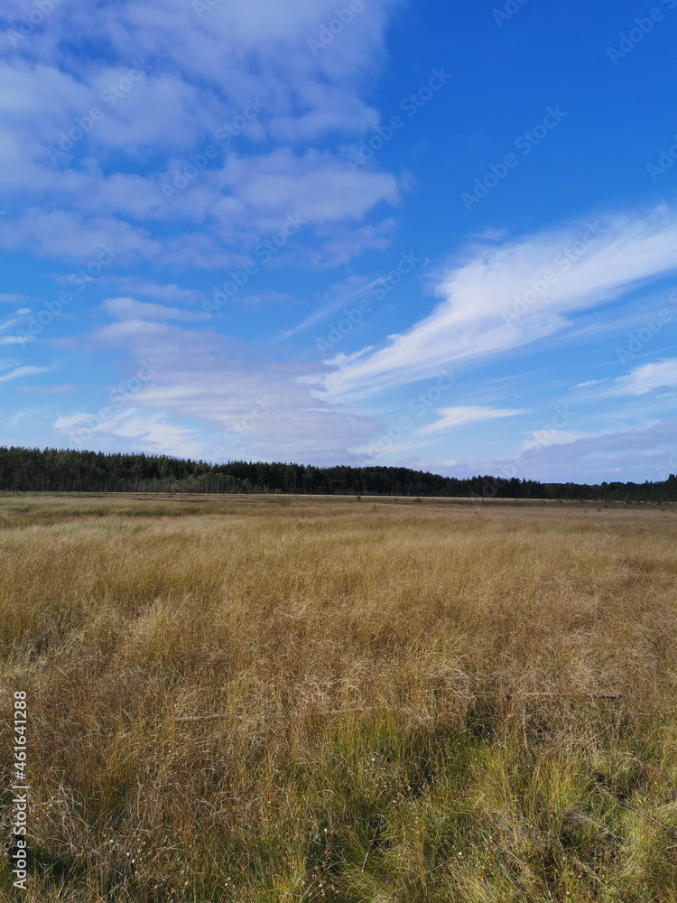 View of the swamp, where tall grass and trees grow against the background of the sky with beautiful clouds..