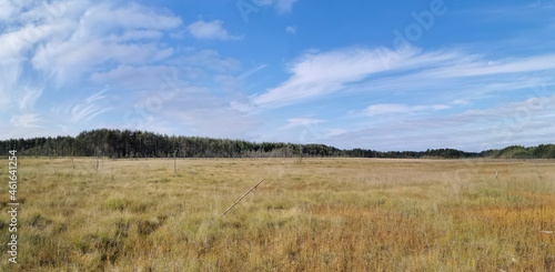 Panoramic view of the swamp, where tall grass and trees grow against the sky with beautiful clouds.