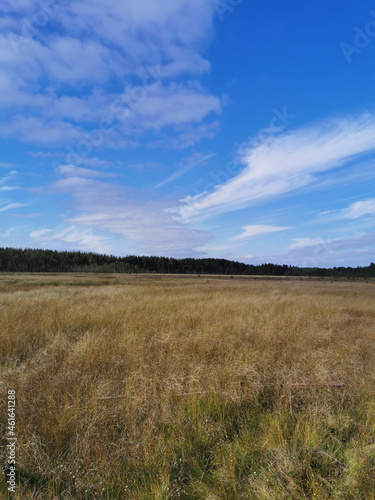 View of the swamp, where tall grass and trees grow against the background of the sky with beautiful clouds..
