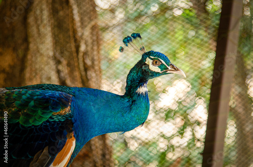 Wallpaper Mural Peacock peafowl with open tail, beautiful representative exemplar of male peacock in great metalic colors. Torontodigital.ca