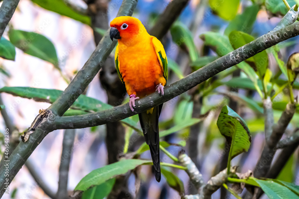 Sun conure parakeet (Aratinga solstitialis), colorful parrots. Sun conure parakeet (Aratinga solstitialis), colorful parrots.