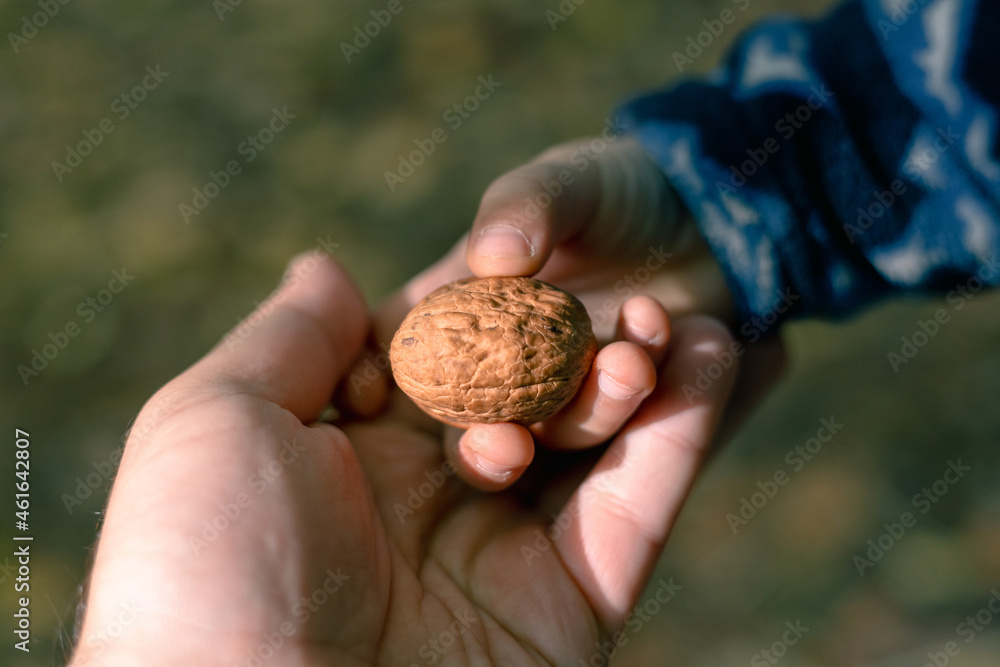 Walnut in a small child's hand. The son gives the nut to the father Walnut in a small child's hand. The son gives the nut to the father