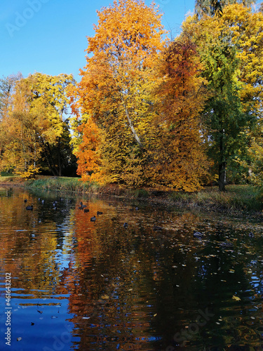 Autumn in the park. Trees with bright, already falling leaves grow on the shore of the pond and are reflected in its water.