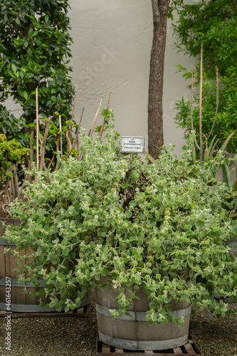 botanical garden in eichstätt with rare plants