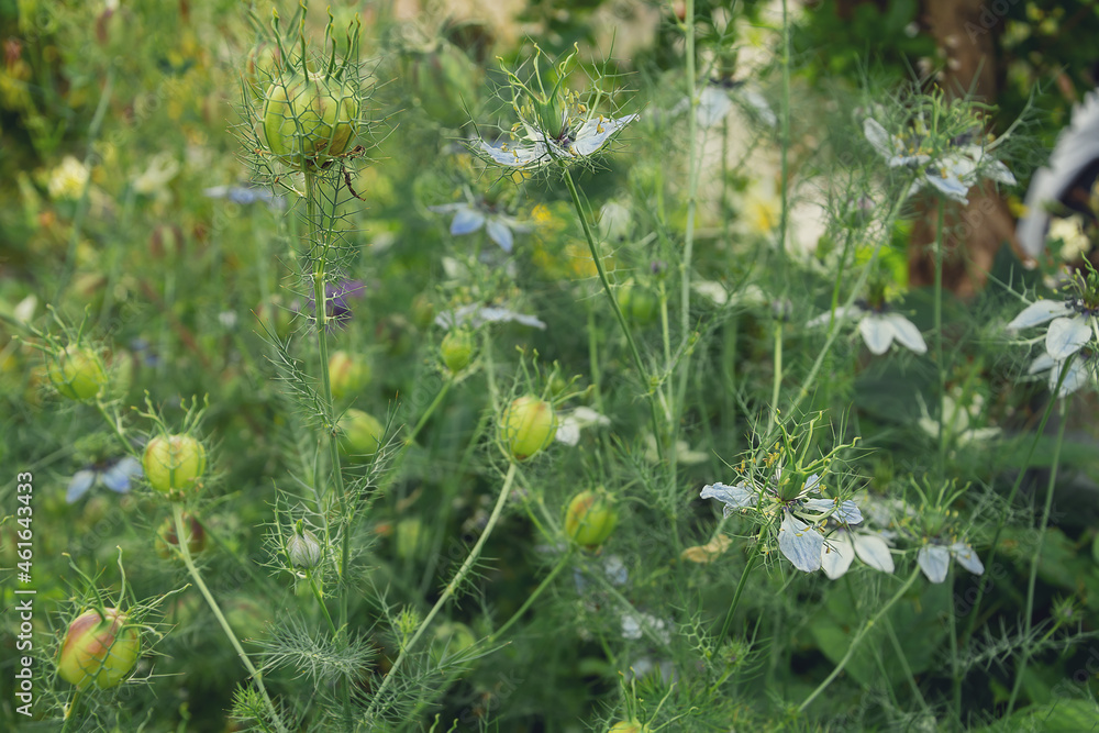 photography of summer flowers in the meadow photography of summer flowers in the meadow