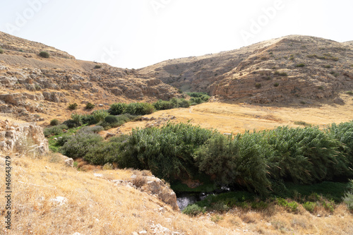 Reeds and a stream against the backdrop of the deserts of Wadi Kelt within which the Prat stream flows