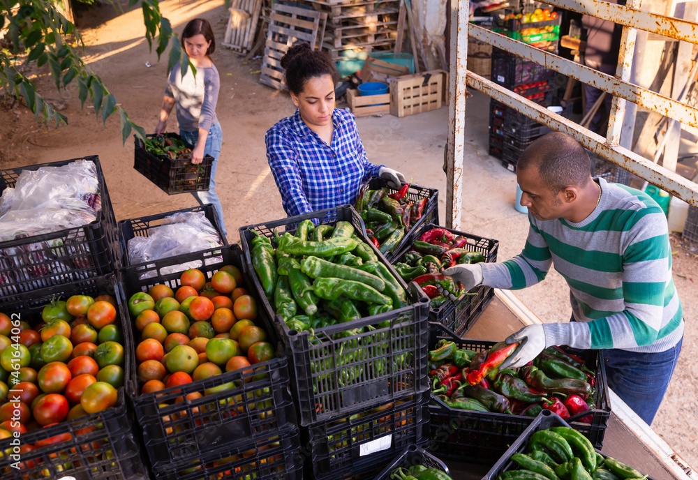 Obraz premium Farmers load crates of ripe bell peppers into a car