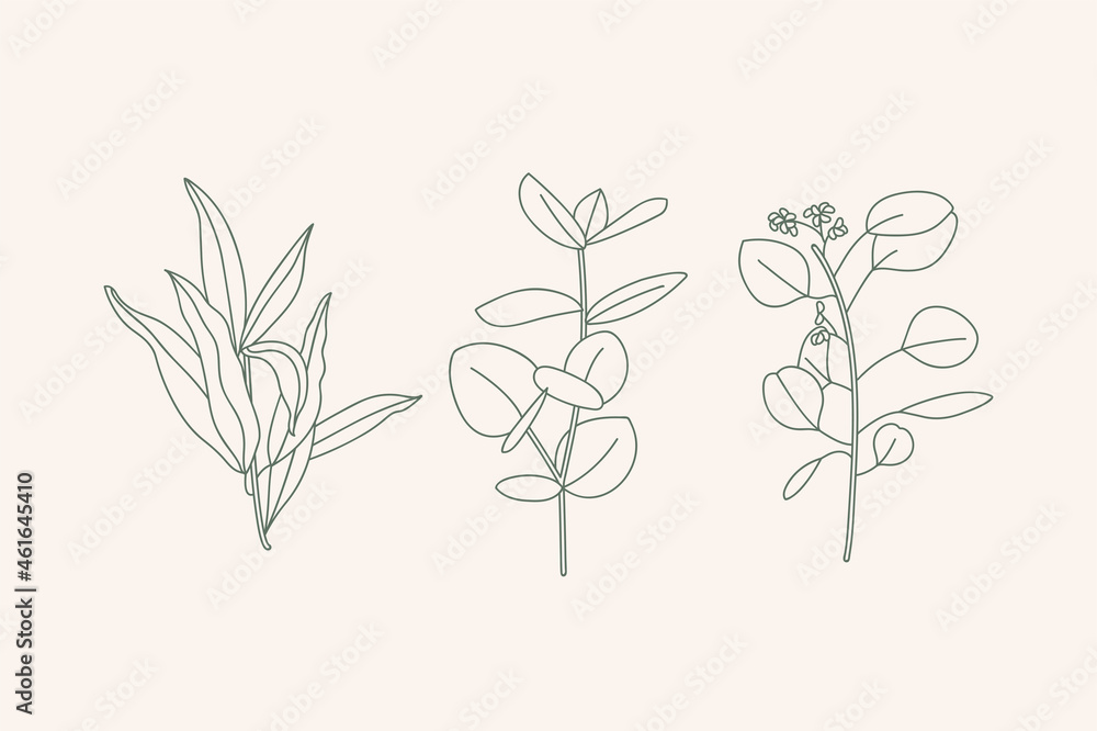 Vector illustratio collection icons of various eucalyptus branches with leaves isolated on white background. Botanical design elements.
