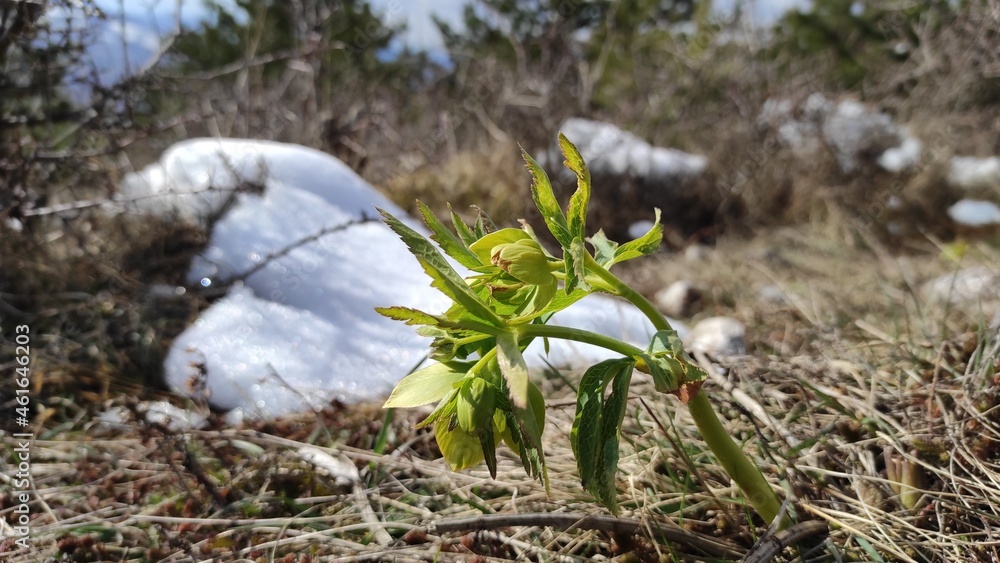 The first heralds of spring are showing.The flowers are already blooming while the snow is still falling. The first heralds of spring are showing.The flowers are already blooming while the snow is still falling.