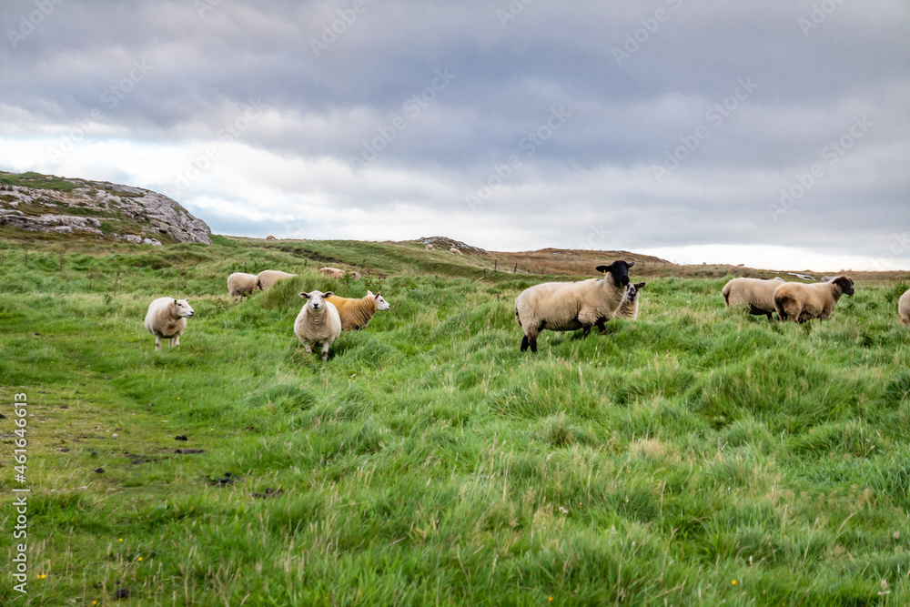 The ruins of Lenan Head fort at the north coast of County Donegal, Ireland. The ruins of Lenan Head fort at the north coast of County Donegal, Ireland.