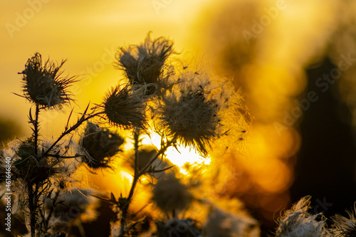 sunset in the field