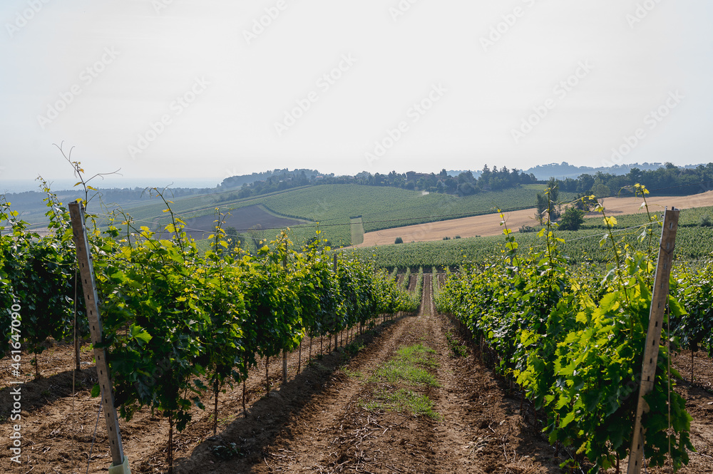 vineyard landscape with rows.