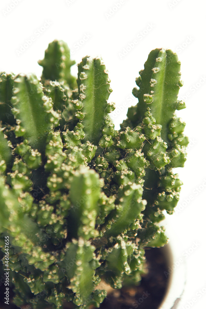 Green succulent on white background, close up