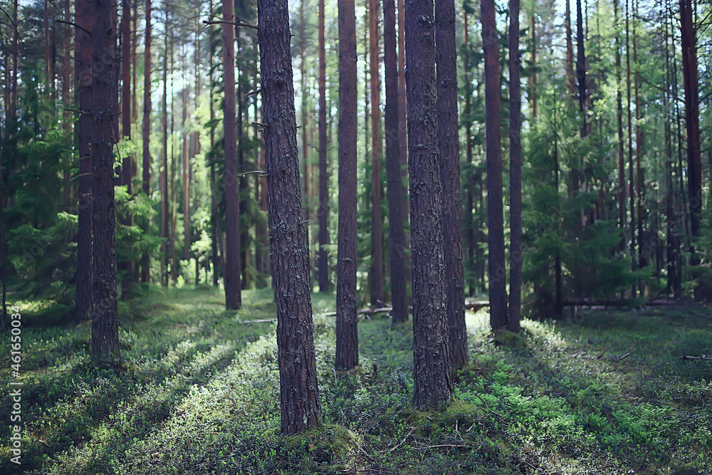 Naklejka premium spring forest landscape, abstract fresh, seasonal nature view, green trees sun rays morning